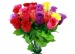 Rosenknospe mehrfarbig sortiert ca 46 cm