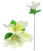 Magnolie ca 25cm
