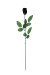 Baccararose  nur schwarz  ca 65 cm